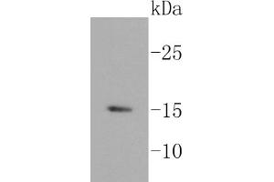 Lane 1: BT-20 cell lysates, probed with HDAC2 (3B7) Monoclonal Antibody  at 1:1000 overnight at 4˚C. (Histone H3.3 抗体)