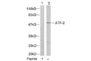 Image no. 2 for anti-Activating Transcription Factor 2 (ATF2) (Thr55), (Thr73) antibody (ABIN197151) (ATF2 抗体  (Thr55, Thr73))
