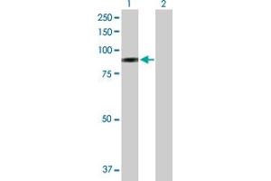 Western Blot analysis of SELP expression in transfected 293T cell line by SELP MaxPab polyclonal antibody. (P-Selectin 抗体  (AA 1-829))