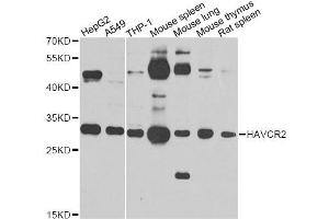 Western blot analysis of extracts of various cell lines, using HAVCR2 antibody. (TIM3 抗体)