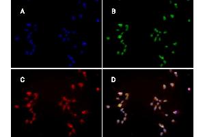 Immunofluorescence: huSSECTM cell line overexpressing hFcRn-EGFP using clone ADM31 at 15µg/ml and Texas Red™ conjugated anti-mouse secondary. (FcRn 抗体)