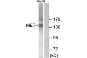 Western blot analysis of extracts from HepG2 cells, using Met (Ab-1234) Antibody. (c-MET 抗体  (AA 1201-1250))