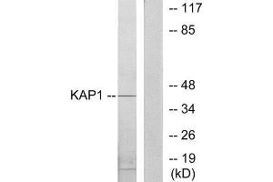 Western Blotting (WB) image for anti-Tripartite Motif Containing 28 (TRIM28) (Internal Region) antibody (ABIN1849311) (KAP1 抗体  (Internal Region))