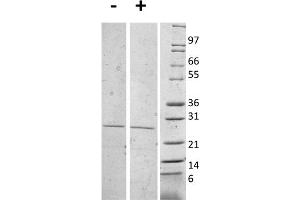 SDS-PAGE of Mouse Interleukin-27 (p28) Recombinant Protein (Animal Free) SDS-PAGE of Mouse Interleukin-27 (p28) Animal Free Recombinant Protein. (IL-27 蛋白)