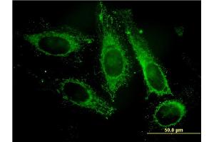 Immunofluorescence (IF) image for anti-Platelet-Activating Factor Acetylhydrolase 1b, Catalytic Subunit 3 (29kDa) (PAFAH1B3) (AA 1-231) antibody (ABIN562094)