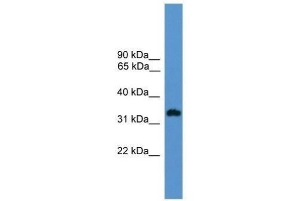 OR1L8 抗体  (C-Term)