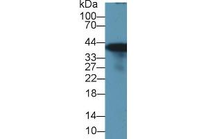 Western blot analysis of Rat Liver lysate, using Rat GS Antibody (1 µg/ml) and HRP-conjugated Goat Anti-Rabbit antibody ( (GLN1 抗体  (AA 1-373))