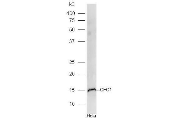 CFC1 抗体  (AA 1-100)