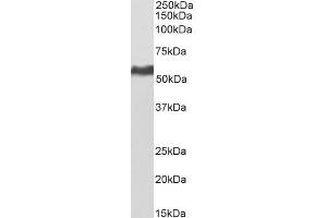 Biotinylated ABIN5539841 (0. (KPNA2 抗体  (C-Term) (Biotin))