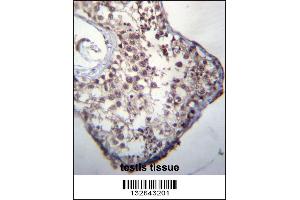 GLCCI1 Antibody immunohistochemistry analysis in formalin fixed and paraffin embedded human testis tissue followed by peroxidase conjugation of the secondary antibody and DAB staining. (GLCCI1 抗体  (AA 226-255))