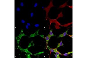 Immunocytochemistry/Immunofluorescence analysis using Mouse Anti-GABA-A Receptor Alpha 4 Monoclonal Antibody, Clone S398A-34 (ABIN2485785). (GABRA1 抗体  (AA 410-450) (PerCP))