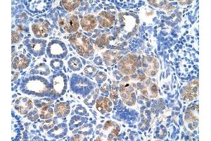 C5ORF4 antibody was used for immunohistochemistry at a concentration of 4-8 ug/ml to stain Epithelial cells of renal tubule (arrows) in Human Kidney. (C5ORF4 抗体  (N-Term))