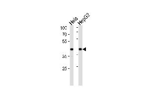 Western blot analysis in Hela,HepG2 cell line lysates (35ug/lane). (LRPAP1 抗体  (C-Term))