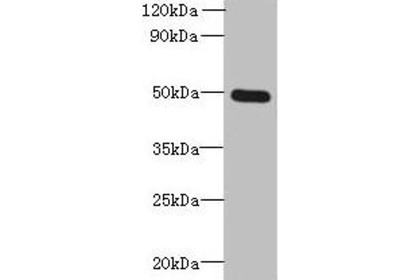 TTYH1 抗体  (AA 50-178)