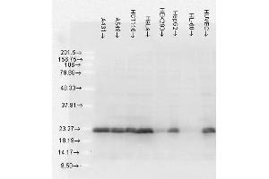 Western Blot analysis of Human Cell lysates showing detection of Hsp27 protein using Mouse Anti-Hsp27 Monoclonal Antibody, Clone 5D12-A3 . (HSP27 抗体  (APC))