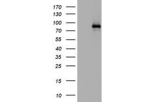 Western Blotting (WB) image for anti-Actin Filament Associated Protein 1 (AFAP1) (AA 100-386) antibody (ABIN2715794) (AFAP 抗体  (AA 100-386))