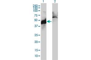 Western Blotting (WB) image for anti-Abhydrolase Domain Containing 5 (ABHD5) (AA 1-349) antibody (ABIN565526)