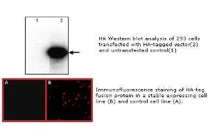 Image no. 1 for anti-HA-Tag antibody (ABIN274259) (HA-Tag 抗体)