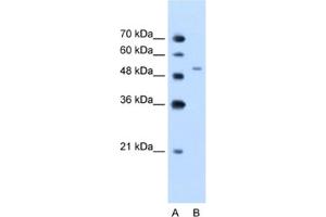 Western Blotting (WB) image for anti-Nicotinamide phosphoribosyltransferase (NAMPT) antibody (ABIN2462557) (NAMPT 抗体)