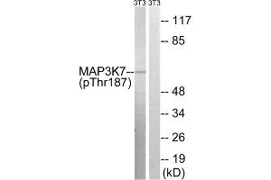 Western blot analysis of extracts from 3T3 cells, treated with heat shock, using MAP3K7 (Phospho-Thr187) antibody. (MAP3K7 抗体  (pThr187))