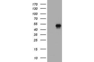 Image no. 1 for anti-CD4 (CD4) antibody (ABIN1497302) (CD4 抗体)