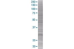 TNFSF10 transfected lysate (TNFSF10 293T Cell Transient Overexpression Lysate(Denatured))