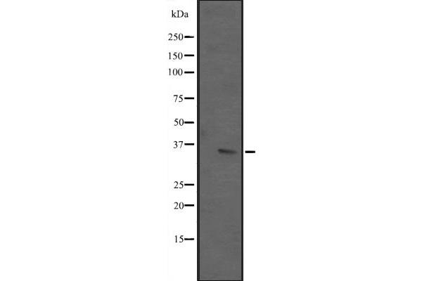 ING2 抗体  (C-Term)