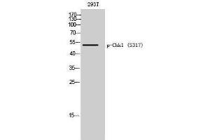 Western Blotting (WB) image for anti-Checkpoint Kinase 1 (CHEK1) (pSer317) antibody (ABIN3181961) (CHEK1 抗体  (pSer317))