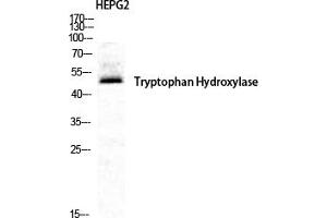 Western Blot analysis of HepG2 cells using TPH1 Polyclonal Antibody diluted at 1:500. (Tryptophan Hydroxylase 1 抗体)