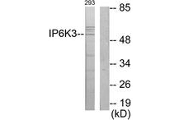 IP6K3 抗体  (AA 201-250)