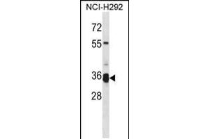 Western blot analysis in NCI-H292 cell line lysates (35ug/lane). (TMPRSS12 抗体  (N-Term))