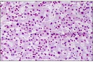 Immunohistochemistry (IHC) image for anti-F-Box and WD Repeat Domain Containing 7 (FBXW7) (AA 599-708) antibody (ABIN952295) (FBXW7 抗体  (AA 599-708))