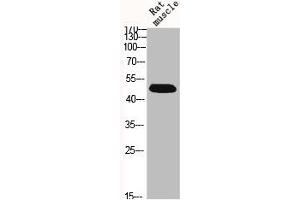 Western Blot analysis of RAT-MUSCLE cells using BMP-7 Polyclonal Antibody (BMP7 抗体  (Internal Region))