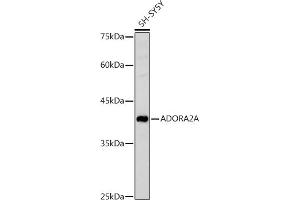 Western blot analysis of extracts of SH-SY5Y cells, using A antibody (ABIN3022193, ABIN3022194, ABIN3022195 and ABIN6218659) at 1:1000 dilution. (Adenosine A2a Receptor 抗体  (AA 100-200))