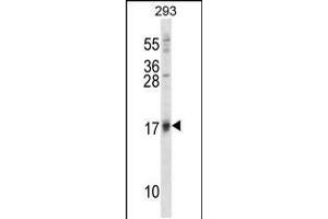 Western blot analysis in 293 cell line lysates (35ug/lane). (ISG15 抗体  (N-Term))