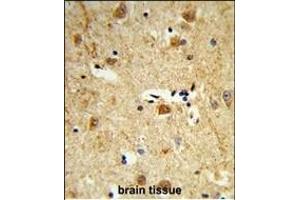 Formalin-fixed and paraffin-embedded human brain tissue reacted with DOLK Antibody (Center), which was peroxidase-conjugated to the secondary antibody, followed by DAB staining. (Dolichol Kinase 抗体  (AA 312-339))