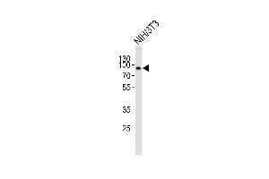 Western blot analysis of lysate from mouse NIH/3T3 cell line, using EWSR1 Antibody (Center) (ABIN6242305 and ABIN6577749). (EWSR1 抗体  (AA 328-362))