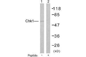 Western blot analysis of extracts from HeLa cells: Lin: Using Chk1 (Ab-280) Antibody( #B7040); Lin: The same antibody preincubated with synthesized peptide. (CHEK1 抗体  (Ser280))