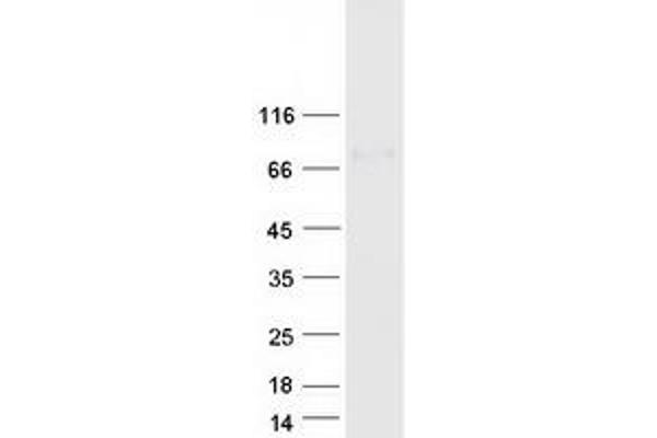 PLBD1 Protein (Myc-DYKDDDDK Tag)