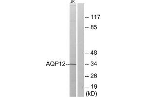 Western blot analysis of extracts from Jurkat cells, using AQP12 antibody. (Aquaporin 12A 抗体  (C-Term))