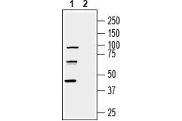 nectin-3 抗体  (Extracellular, N-Term)