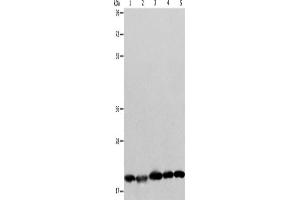 Western Blotting (WB) image for anti-BCL2-Associated X Protein (BAX) antibody (ABIN2420993) (BAX 抗体)