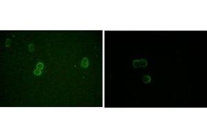 Immunofluorescence analysis of methanol-fixed L-02 (left) and Cos7 (right) cells using ApoM mouse mAb showing cytoplasmic and membrane localization. (Apolipoprotein M 抗体)