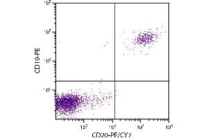 Human peripheral blood lymphocytes were stained with Mouse Anti-Human CD20-PE/CY7. (CD20 抗体  (PE-Cy7))