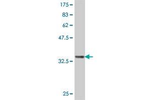 Western Blot detection against Immunogen (36. (Somatostatin 抗体  (AA 26-116))