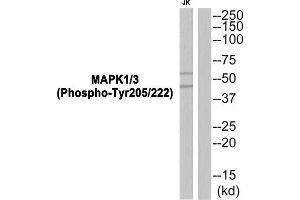 Western Blotting (WB) image for anti-Spleen tyrosine Kinase (SYK) (pTyr352) antibody (ABIN1847851) (SYK 抗体  (pTyr352))
