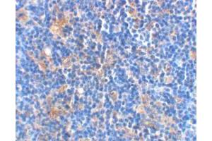 Immunohistochemical staining of rat thymus using AP30114PU-N Bad antibody at 2 μg/ml. (BAD 抗体)