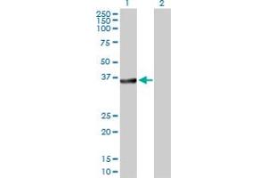 Western Blot analysis of BCL2L14 expression in transfected 293T cell line by BCL2L14 MaxPab polyclonal antibody. (BCL2L14 抗体  (AA 1-327))