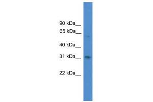 WB Suggested Anti-RUNX2 Antibody Titration:  0. (RUNX2 抗体  (N-Term))