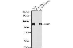 Immunoprecipitation analysis of 300 μg extracts of HepG2 cells using 3 μg KHSRP antibody (ABIN7268110). (KHSRP 抗体)